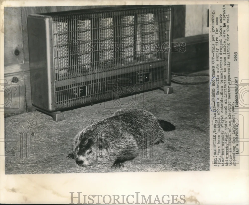 1963 Press Photo Pet groundhog "Pig" sprawled beside electric heater in TN