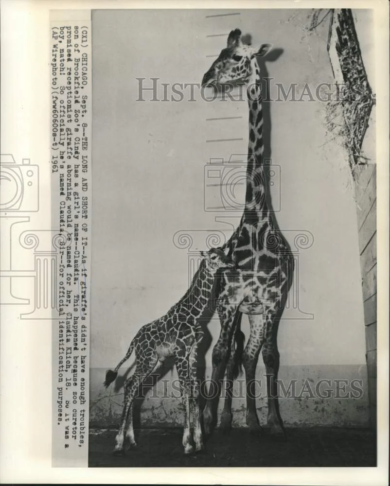1961 Press Photo Giraffes, Cindy and son, Claudia, Sir at Brookfield Zoo