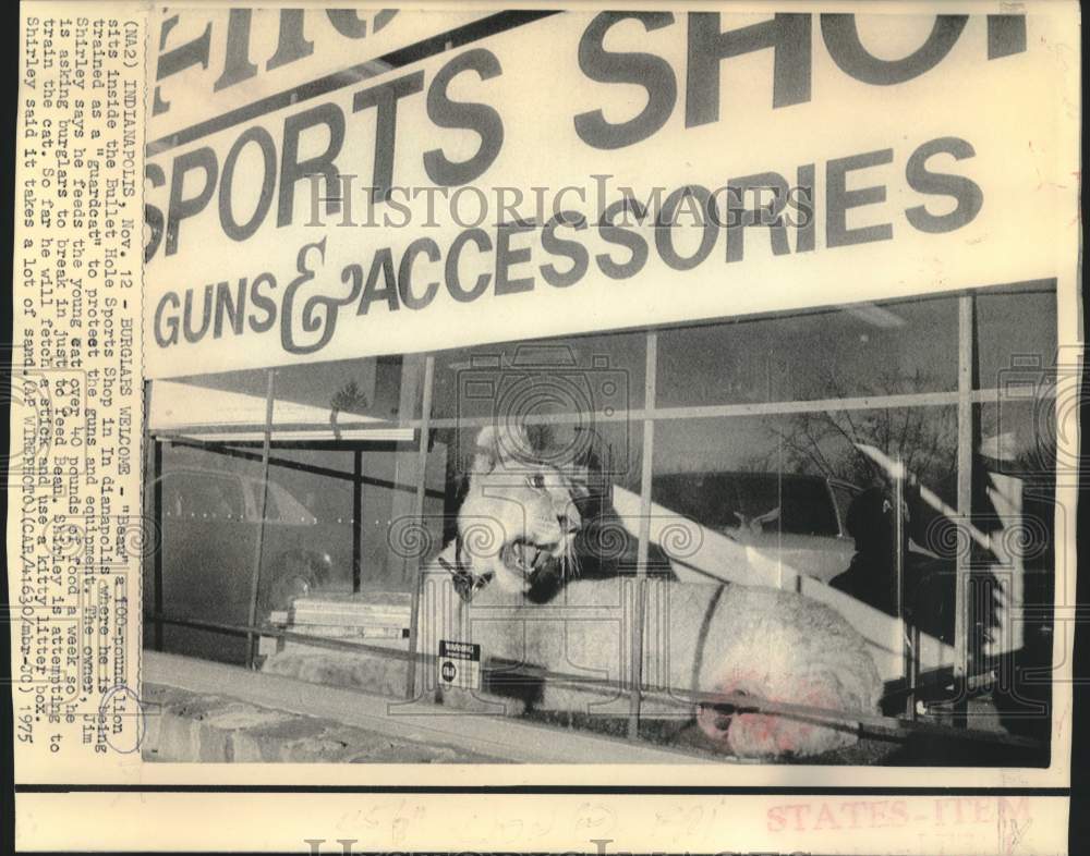 1975 Press Photo Sports shop owner Jim Shirley's "guardcat" sits in window