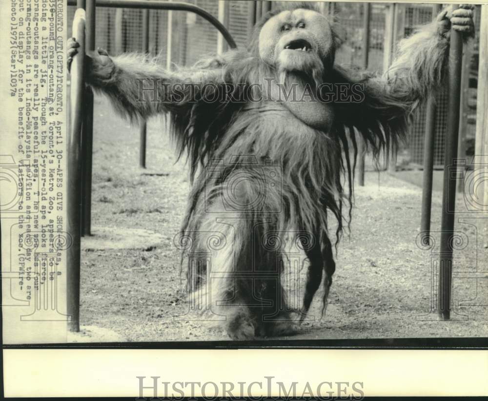 1975 Press Photo Toronto Metro Zoo's 15-year-old orangutan Mias - now31410