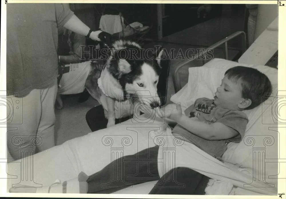 1991 Press Photo A Siberian husky greets Hospital patient Peter Casey, Newington