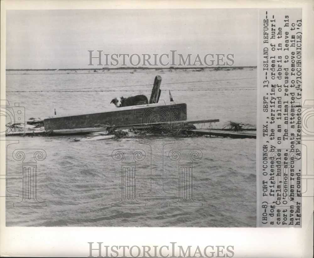 1961 Press Photo A dog huddles on an island of debris in Port O'Connor area