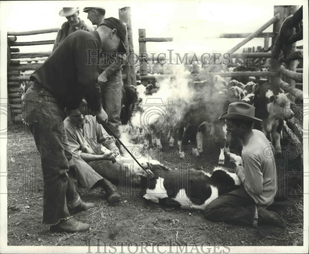 1971 Press Photo Fire Branding of Animals Replaced by New Technique - nox03127