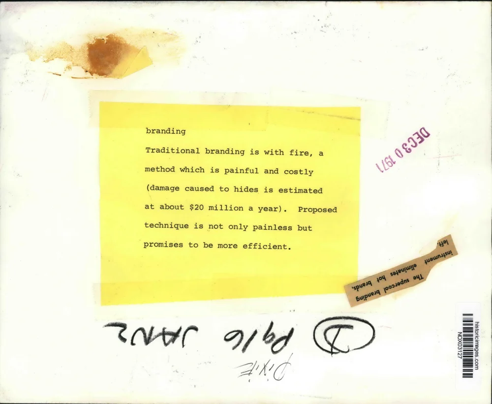 1971 Press Photo Fire Branding of Animals Replaced by New Technique - nox03127 - Image 2