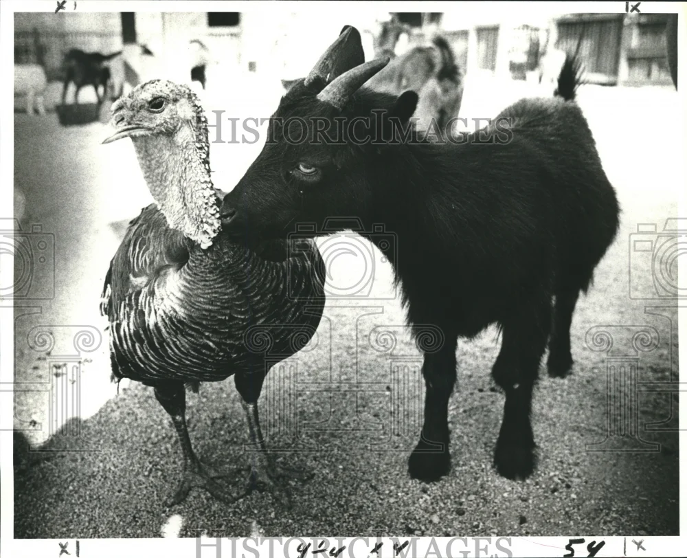 1981 Press Photo Audubon Park Zoo - Turkey and Pygmy Goat, New Orleans