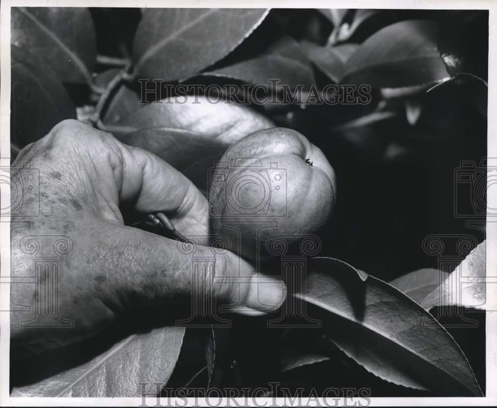 1961 Press Photo Mrs. John E. Thurman removes seed pod for camellia - nox09128