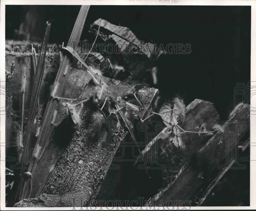 1961 Press Photo Caterpillars Feeding on Leaves
