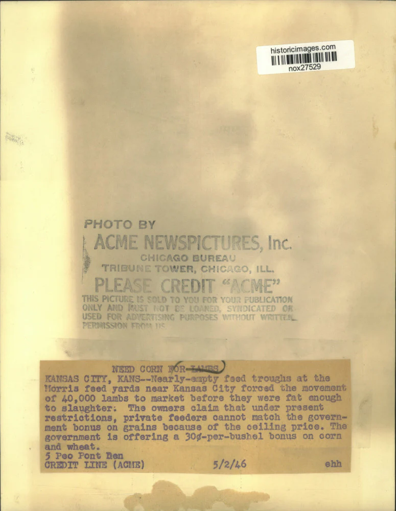 1946 Press Photo Lambs Forced to Market Due to Corn Shortage - nox27529 - Image 2