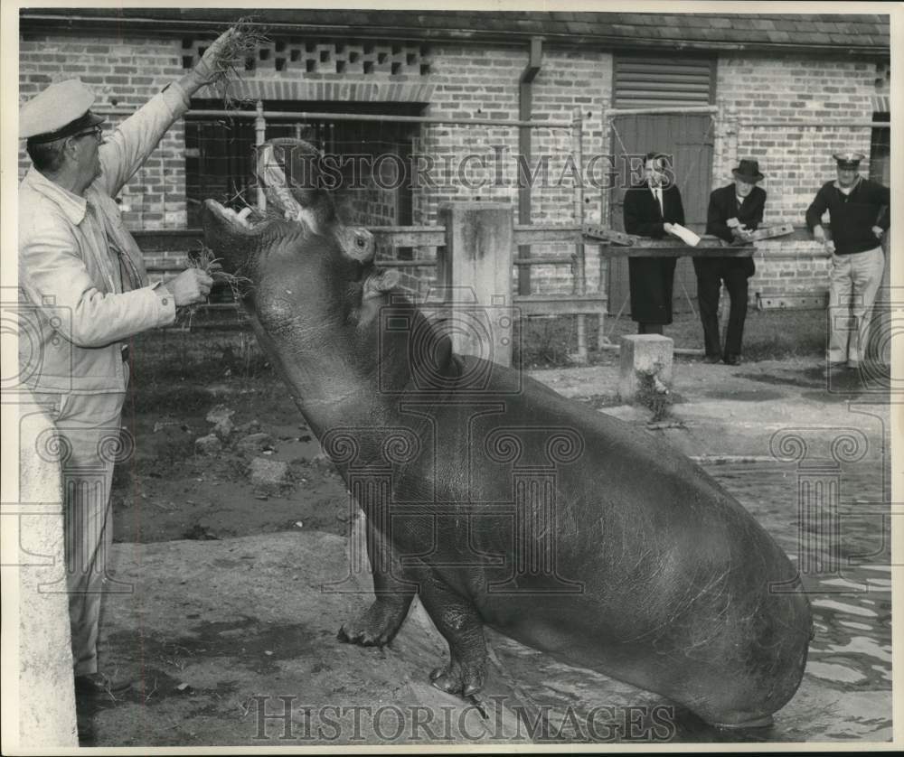 1963 Press Photo Spectators watch as a large hippo is hand fed hay - nox29689